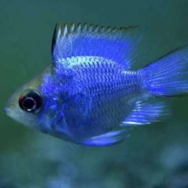 ikan hias blue elektrik ramirezi