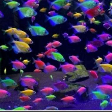 ikan hias tetra warna warni