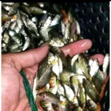 ikan mas pakan ikan predator