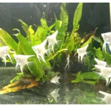 ikan manfish platinum