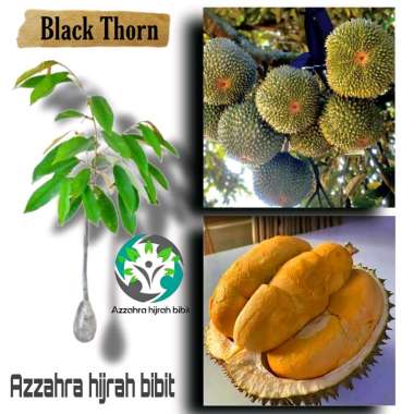 Azzahra hijrah bibit tanaman durian Black Thorn/bibit durian Black Thorn/bibit tanaman asli okulasi