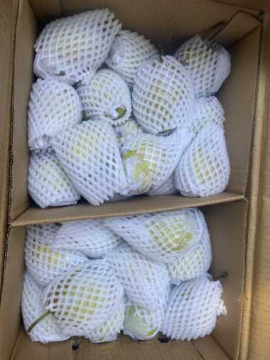 Buah Pear xiang lie fresh Import 1 dus 7kg
