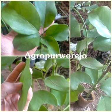 Bibit Tanaman Langka Tlogosari - Tanaman Pembawa Rezeki-Bisa di Bonsai