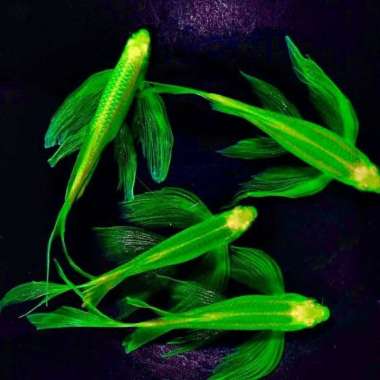 Green Danio Slayer Tetra Zebra / Ikan Hias Aquascape