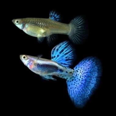 Guppy Blue Grass Premium / Ikan Hias Air Tawar 1Pasang
