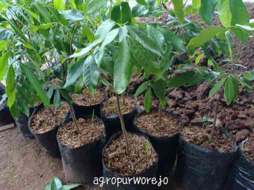 Bibit Kelengkeng New Kristal Kualitas Unggul Harga Murah