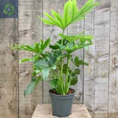 Tanaman Hias Philo Jari, Bibit Tanaman Philo Jari S (10-30 cm)