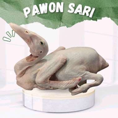 BEBEK PEKING SEGAR 1 EKOR