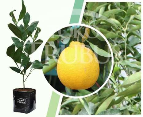 Bibit Tanaman Buah Jeruk Dekopon