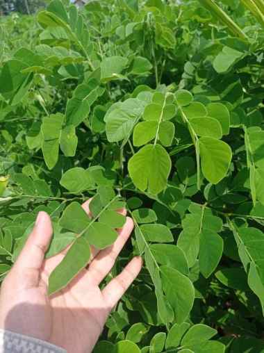 Bibit Tanaman Kayu Trembesi