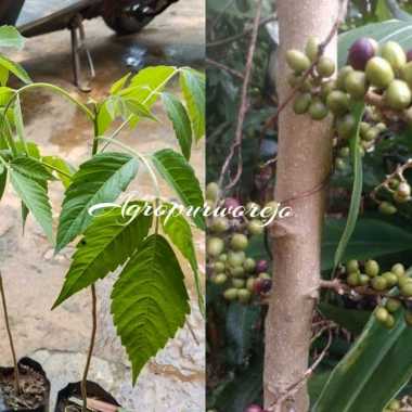 Bibit tanaman melur / buah makassar