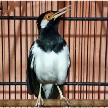 Burung Jalak Suren Gacor Jalak Uren Jawa Istimewa Voer Total