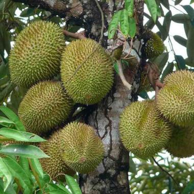 Bibit Durian Musangking Kaki 3 tinggi 1 - 1,5 meter durian kaki 3