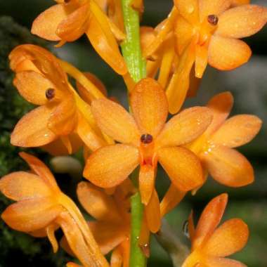 Vanda Ascocentrum Miniatum Pot Vanda Bunga Anggrek Vanda Asco Mini pot kotak Vanda species unik Cant
