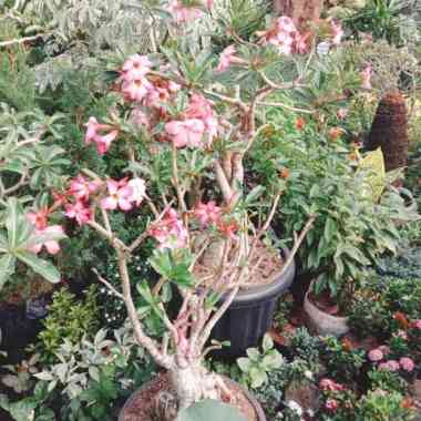 tanaman hias bunga/pohon bonsai kamboja jepang