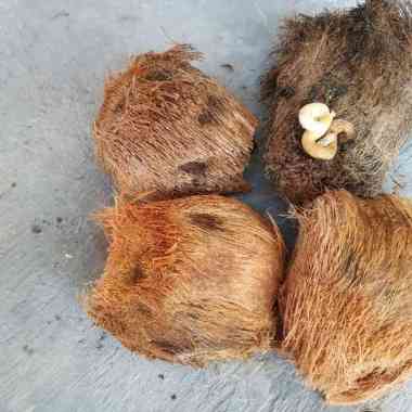 Benih Biji Berakar Pohon Siwalan(Penghasil Buah Lontar,Air Legen,Toak,Dan Daun Lontar)Bisa Tumbuh Di