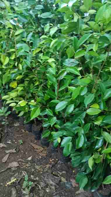 Bibit pohon beringin ficus benjamina tunas bibit
