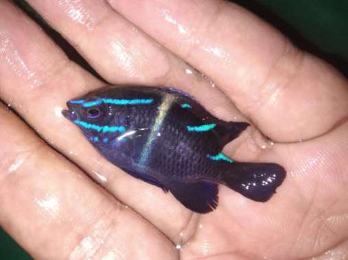 Betok BLUE BAND - Ikan Hias Aquarium Laut