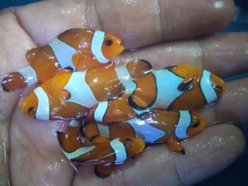 Ikan Hias Laut NEMO / Badut / Clownfish Size S