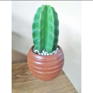 Tanaman Hias Kaktus Koboy Mini / Plus Pot Putih sudah Cantik Multivariasi Multicolor