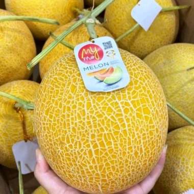 100 Benih Bibit Biji Melon Inthanon Golden Hibrida Seeds Super Manis
