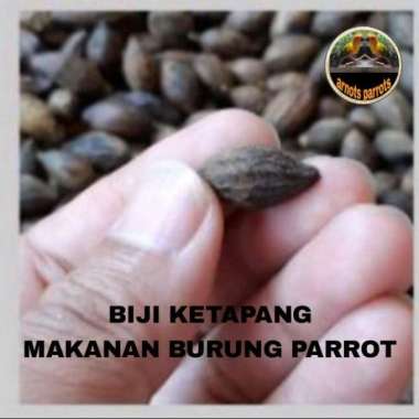 BIJI KETAPANG MAKANAN BURUNG PARROT AFGREY KAKAKTUA MACAU