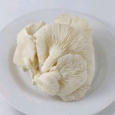 Jamur Tiram Hidroponik Curah 1 kg