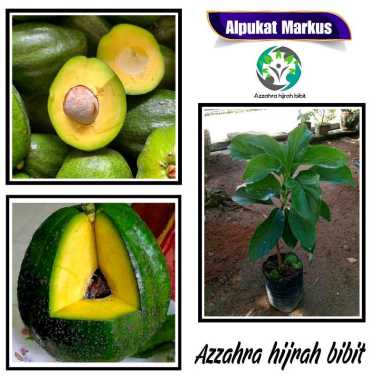 Azzahra hijrah bibit tanaman alpukat Markus/bibit alpukat okulasi