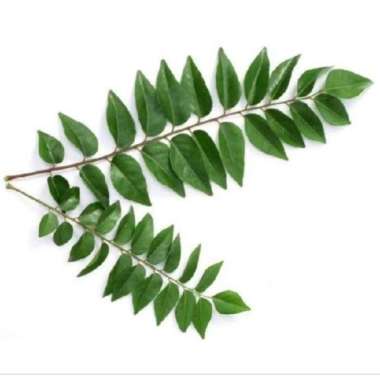 Daun Kari