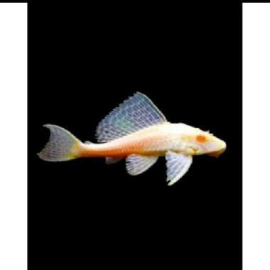 ikan sapu sapu albino