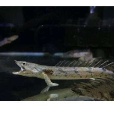 palmas senegalus dan endlychery senegalus