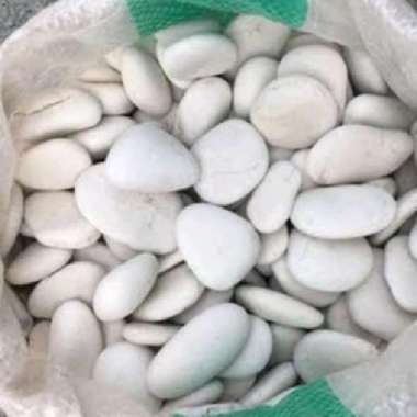 batu kupang putih kecil