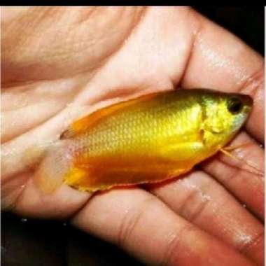 gurame hias sepat madu