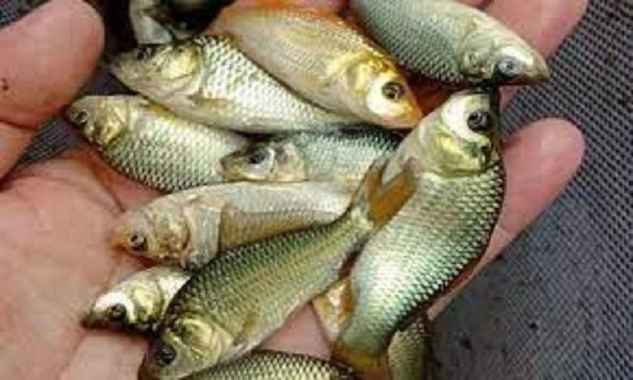 bibit benih ikan mas