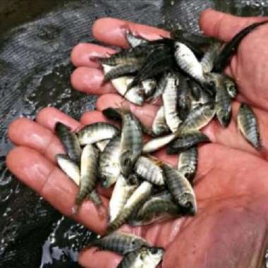 bibit ikan nila hitam nirwan 9-12 cm