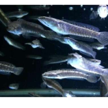 channa blue pulchra grade A