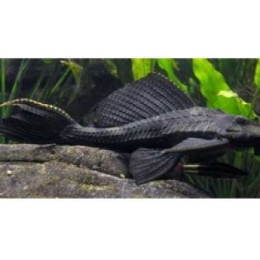 ikan hias sapu sapu pembersih algae 6-7 cm