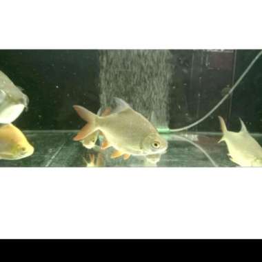 ikan kaviat green hijau/ikan tankmate 14-16 cm