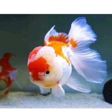 koki oranda red white