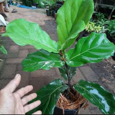 Tanaman Hias Ketapang Biola - Ketapang Biola Cantik