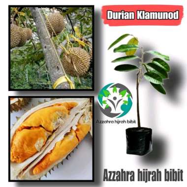 Azzahra hijrah bibit tanaman durian KLAMUNOD/bibit durian KLAMUNOD/bibit durian asli okulasi/bibit d