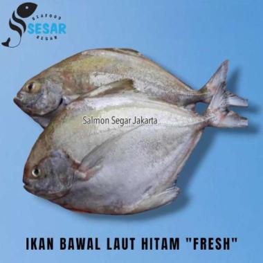 Ikan Bawal Hitam Segar 1kg - Ikan Bawal Laut
