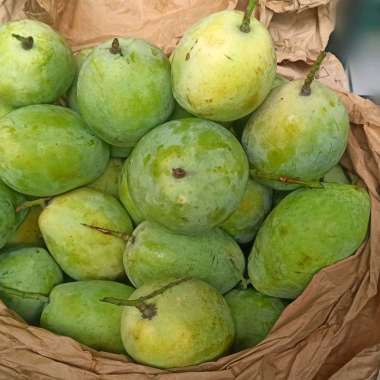 Mangga indramayu