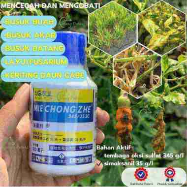 Mie Chong Zhe Fungisida + Pestisida - atasi PATEK, Padi menguning