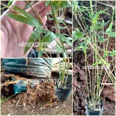 Sudah berakar - Bibit tanaman bambu jepang - Banyak di cari