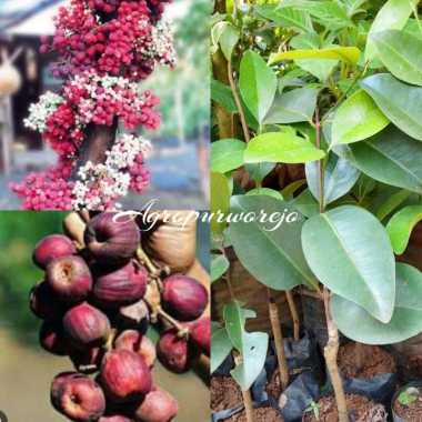 Stok Terbatas - Bibit tanaman jambu air Bira papua / Jambu Irian - Buah Langka
