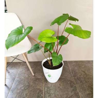 CALADIUM, HOMALOMENA PLANT