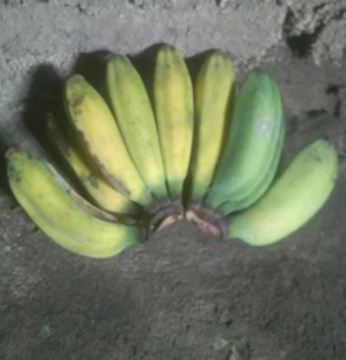 Buah Pisang Kepok Kuning