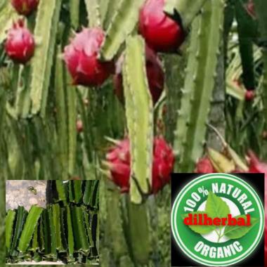 bibit buah naga merah