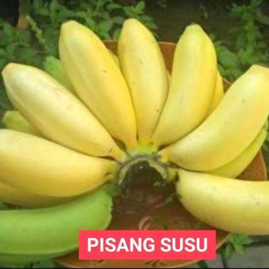 Buah Pisang Cavendish Pisang Ambon Pisang Raja Susu Emas Tanduk Raja : Pisang Susu